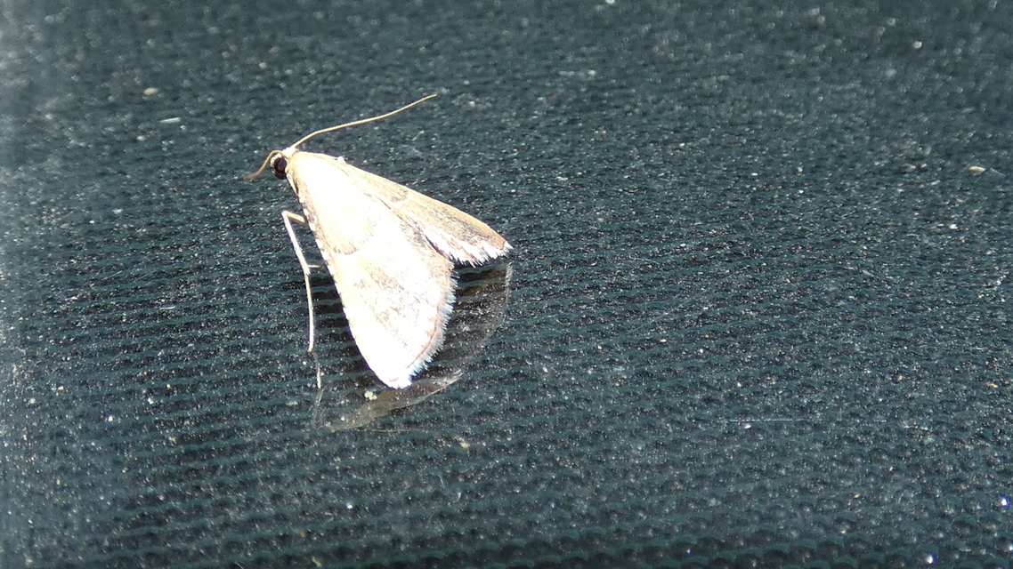 Endotricha flammealis - tüzesszárnyú fényilonca