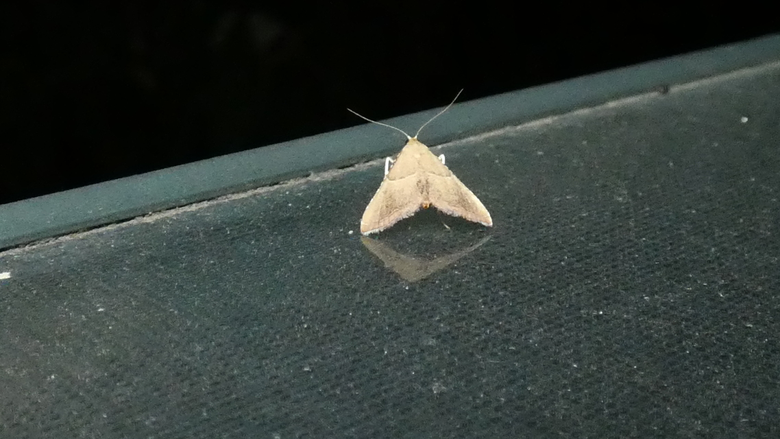 Endotricha flammealis - tüzesszárnyú fényilonca