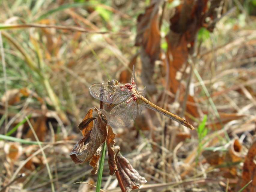 Sympetrum meridionale - fakó katona-szitakötő