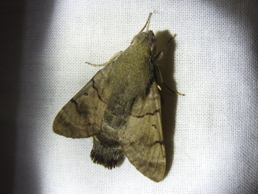 Macroglossum stellatarum - kacsafarkú szender