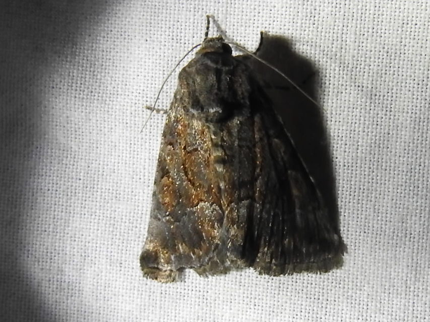 Thalpophila matura - fakó erdeibagoly
