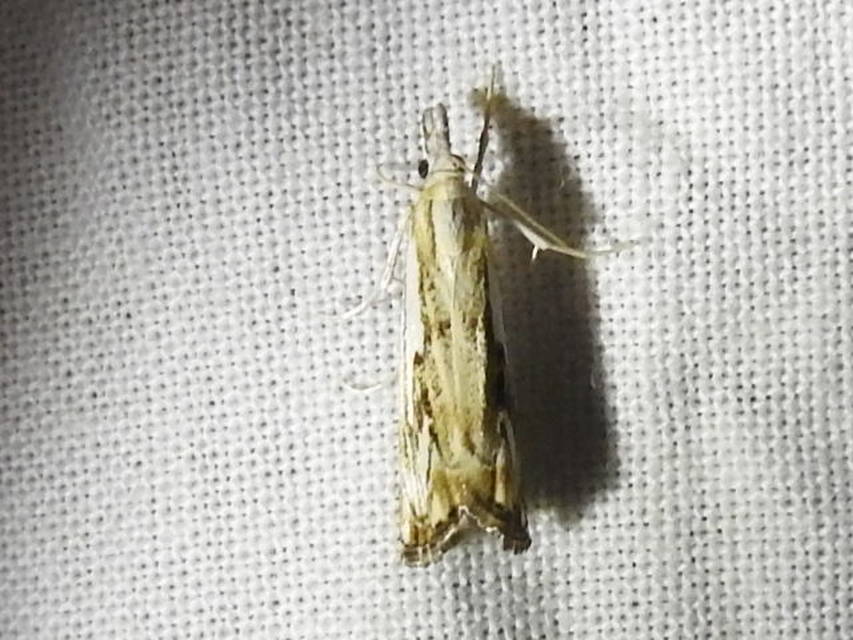 Catoptria falsella - hálós fűgyökérmoly