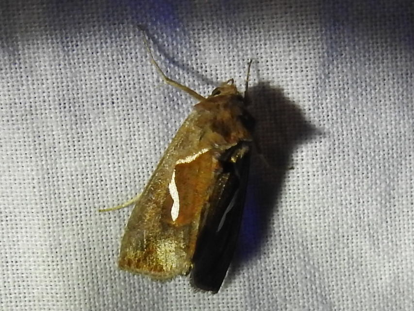 Macdunnoughia confusa - cseppfoltos ezüstbagoly