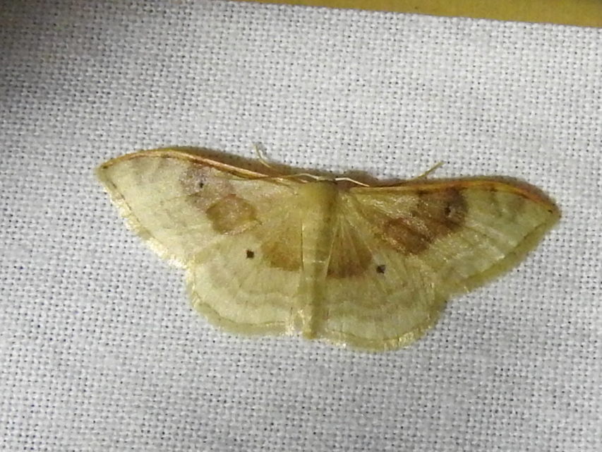 Idaea degeneraria - barnasávos araszoló