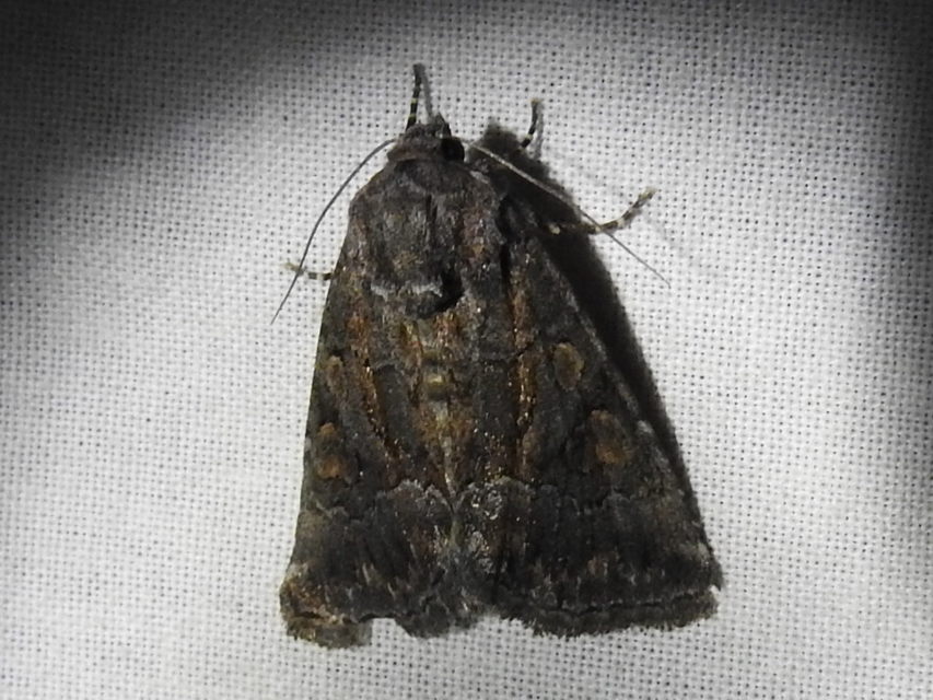 Thalpophila matura - fakó erdeibagoly