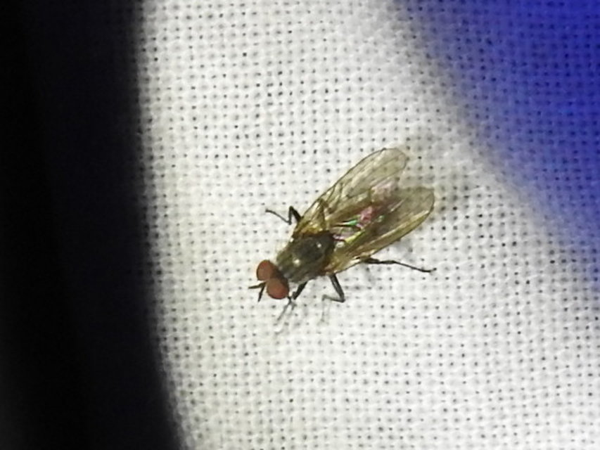 Fanniidae