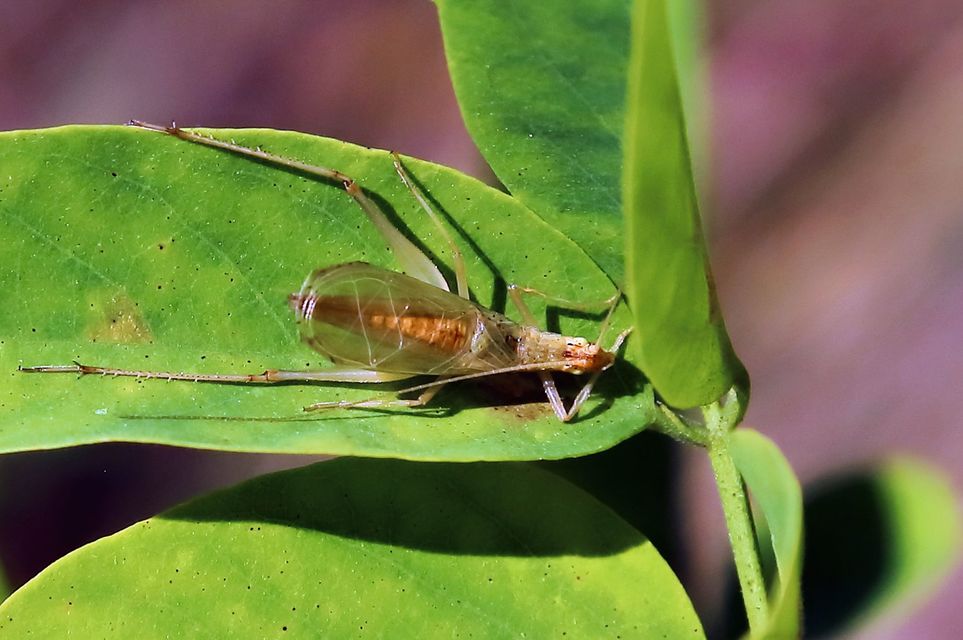 Oecanthus pellucens - pirregőtücsök