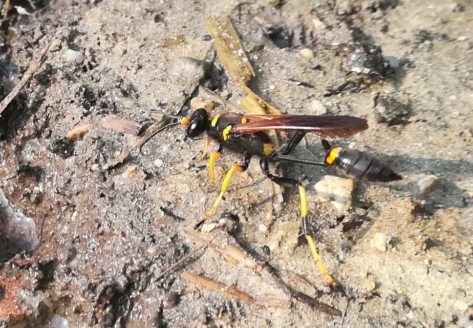 Sceliphron caementarium - feketenyelű lopódarázs