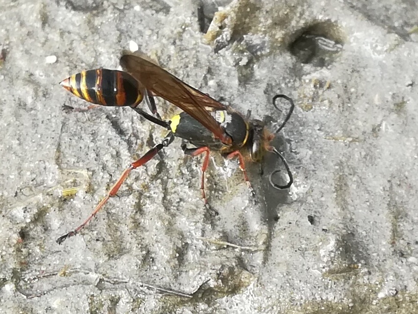 Sceliphron curvatum - barnalábú lopódarázs
