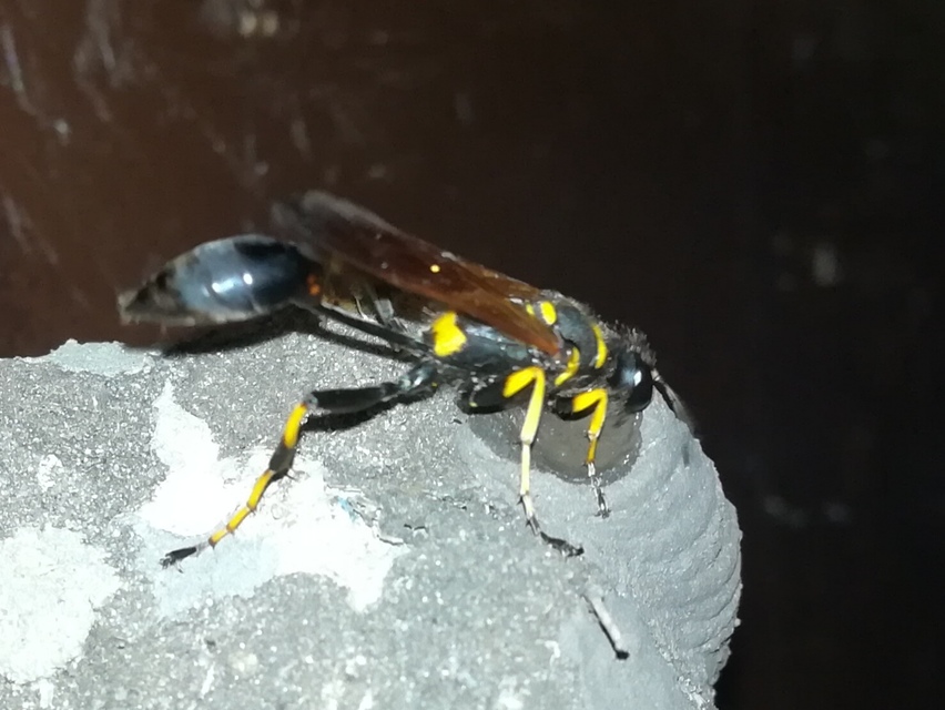 Sceliphron caementarium - feketenyelű lopódarázs