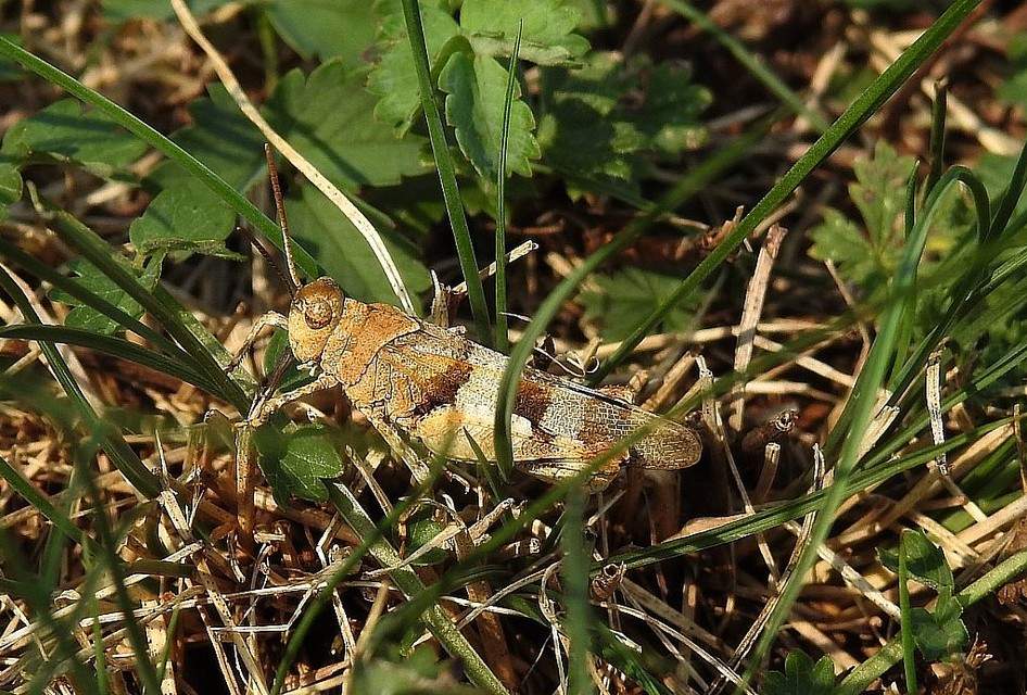 Oedipoda caerulescens - kékszárnyú sáska