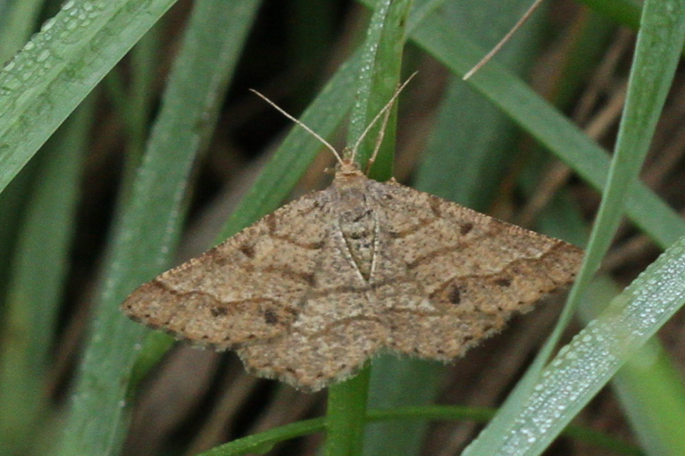 Tephrina murinaria - egérszínű araszoló