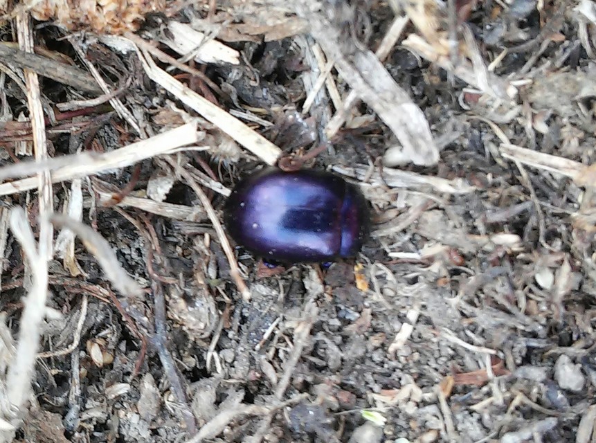 Chrysolina sturmi - vöröslábú levelész