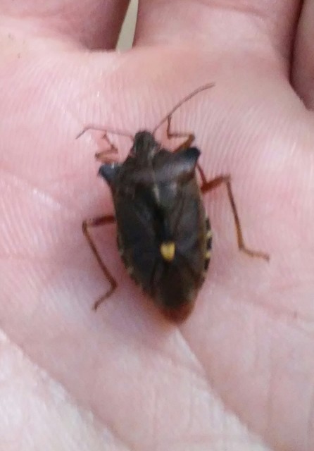 Pentatoma rufipes - vöröslábú címerespoloska Pentatoma rufipes - vöröslábú címerespoloska