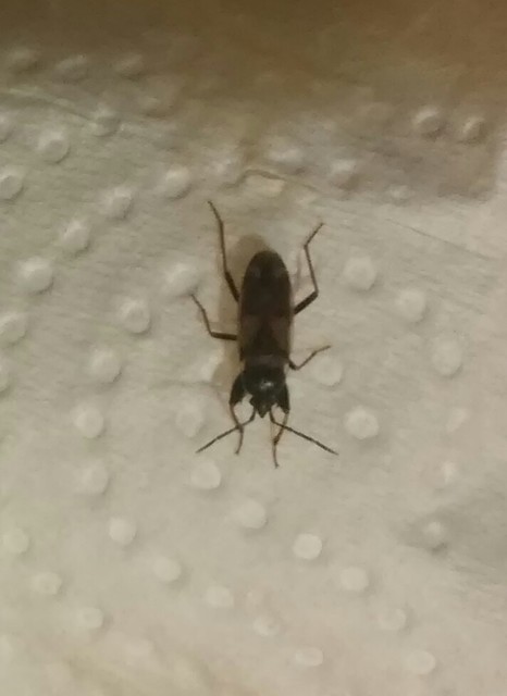 Eremocoris fenestratus - avarbodobács