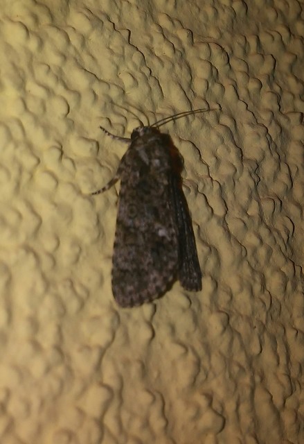 Acronicta rumicis - sóska-szigonyosbagoly