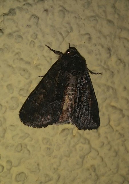 Thalpophila matura - fakó erdeibagoly