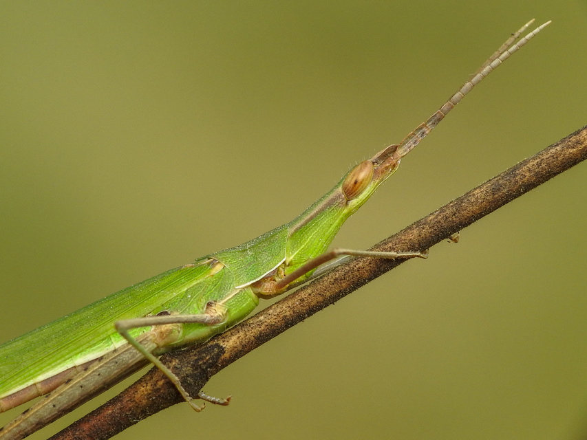 Acrida ungarica - sisakos sáska Acrida ungarica - sisakos sáska
