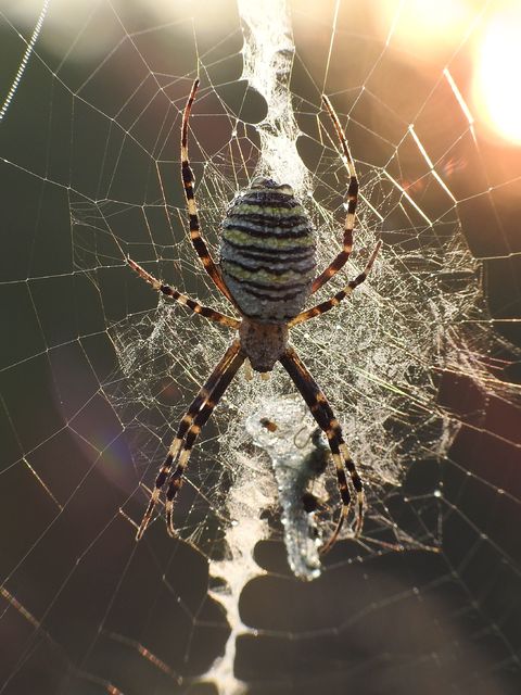 Argiope bruennichi - darázspók