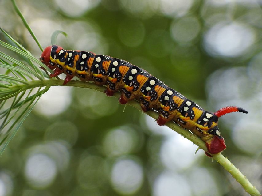 Hyles euphorbiae - kutyatejszender