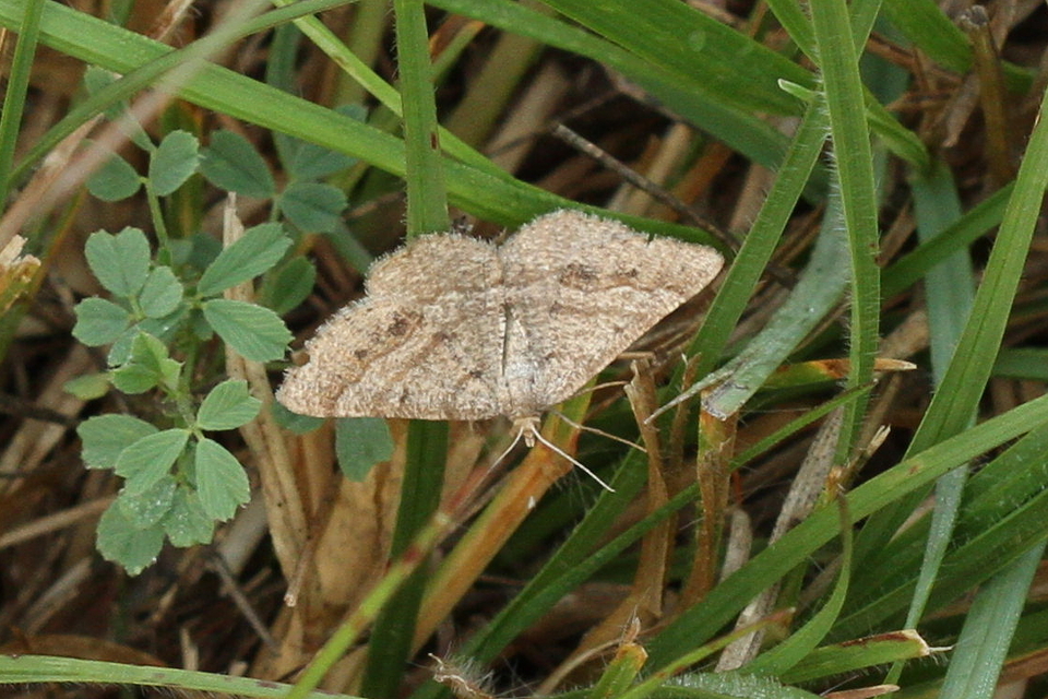 Tephrina murinaria - egérszínű araszoló