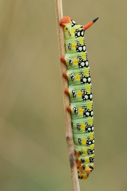 Hyles euphorbiae - kutyatejszender