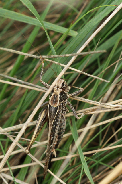 Platycleis grisea - szürke rétiszöcske