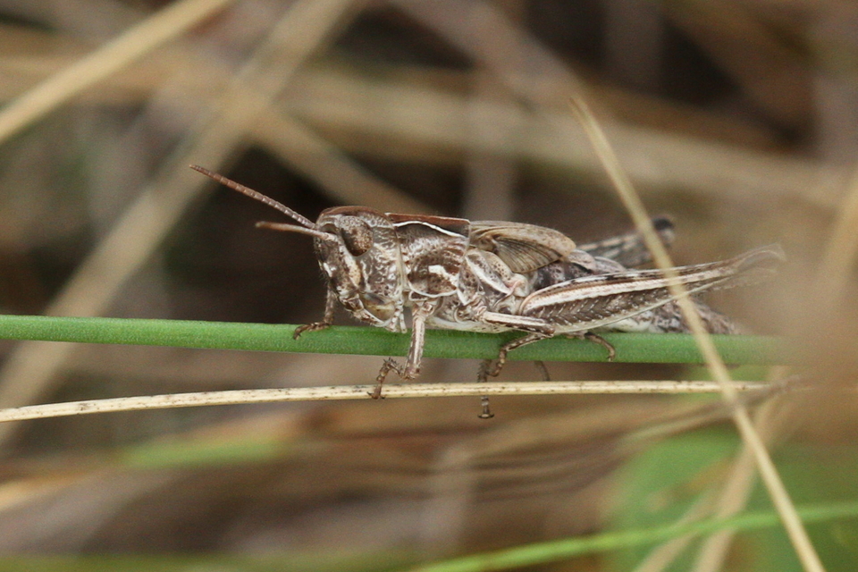 Chorthippus (Glyptobothrus) (subgenus)