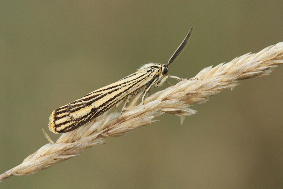 Spiris striata - csíkos molyszövő
