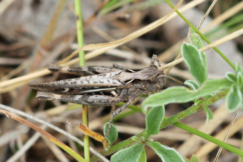 Chorthippus (Glyptobothrus) (subgenus)