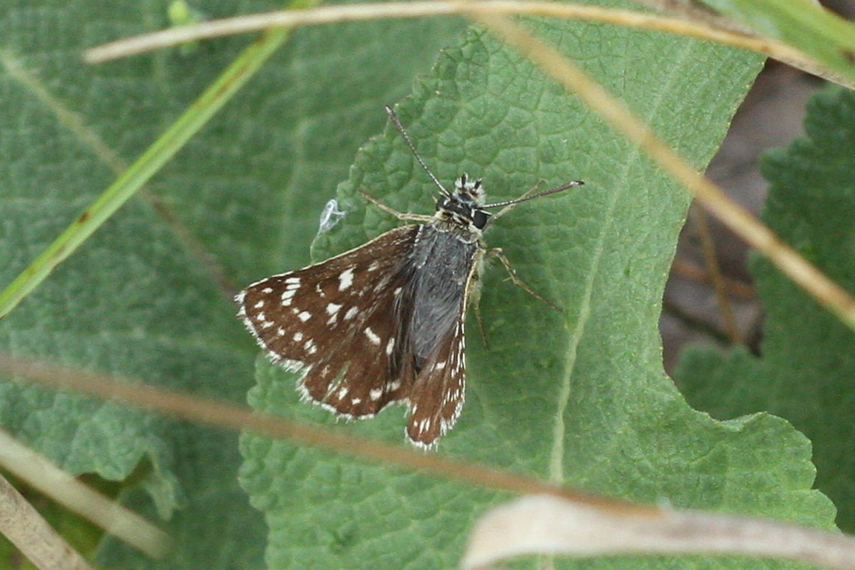 Spialia orbifer - törpe busalepke