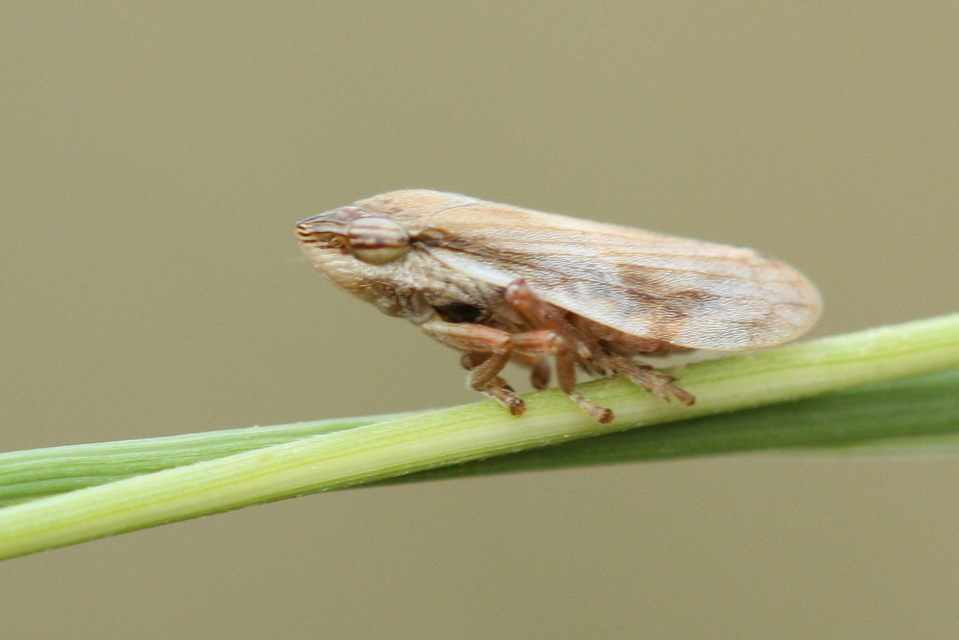 Aphrophoridae