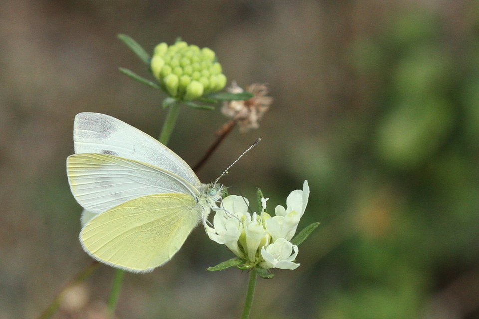 Pieris ergane - sziklai fehérlepke