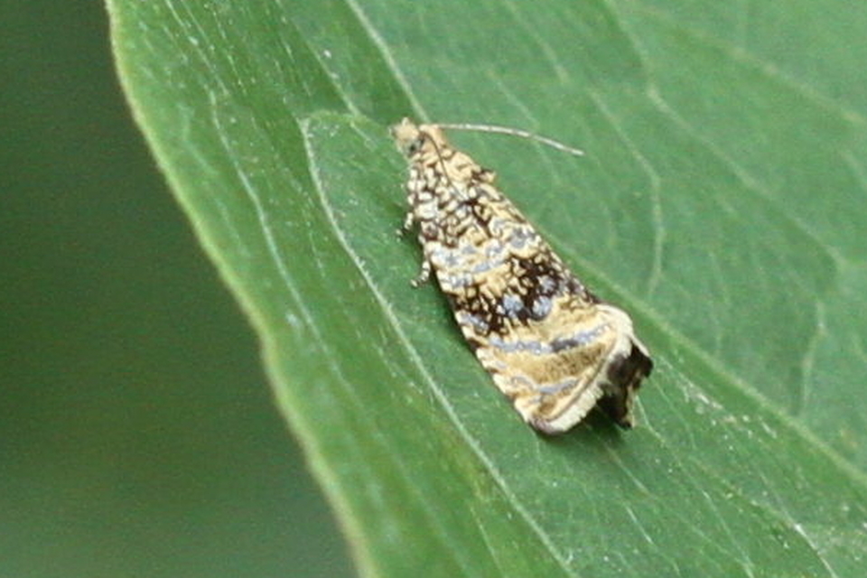 Celypha lacunana - vízparti tükrösmoly