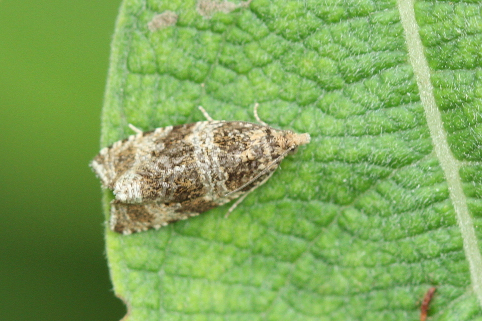 Celypha lacunana - vízparti tükrösmoly