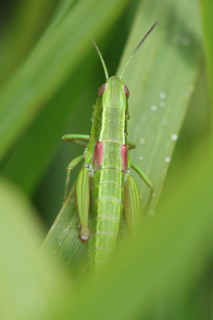Euthystira brachyptera - smaragdzöld sáska