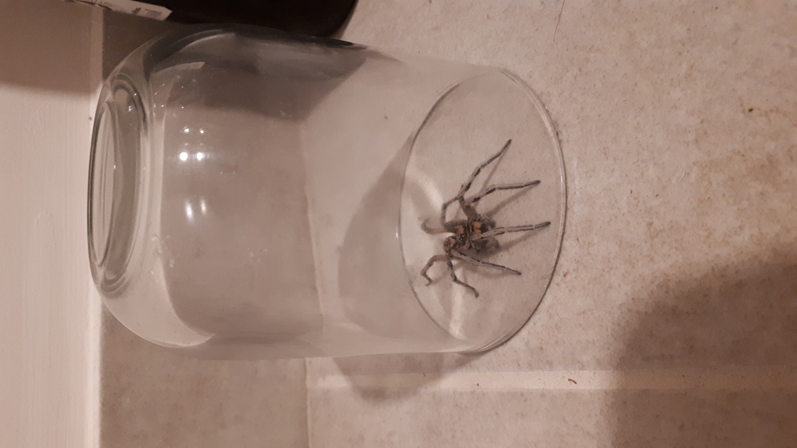 Geolycosa vultuosa - pokoli cselőpók