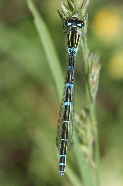Coenagrion scitulum - mediterrán légivadász