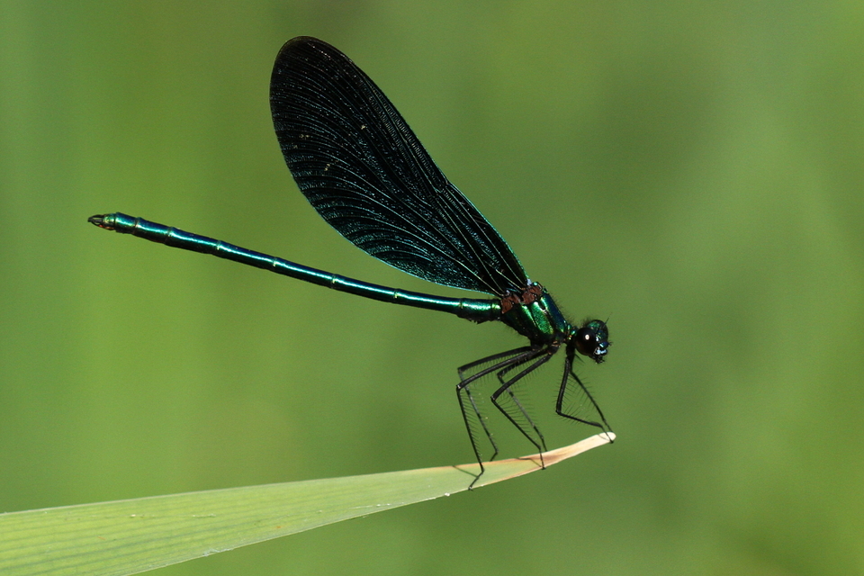 Calopteryx virgo - kisasszony-szitakötő