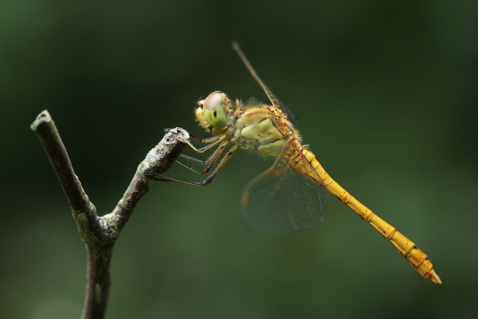 Sympetrum meridionale - fakó katona-szitakötő
