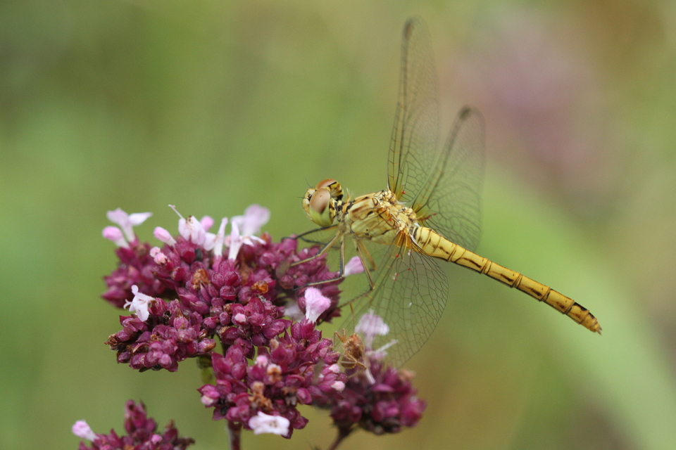 Sympetrum meridionale - fakó katona-szitakötő