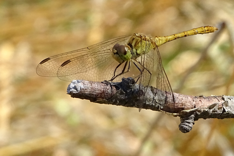 Sympetrum meridionale - fakó katona-szitakötő