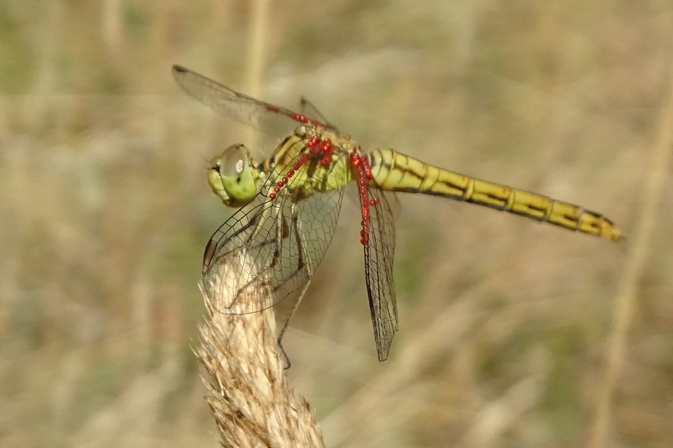 Sympetrum meridionale - fakó katona-szitakötő