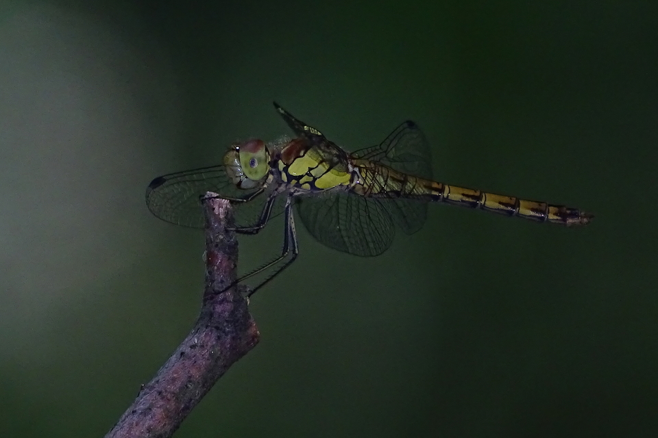 Sympetrum striolatum - harántsávos katona-szitakötő