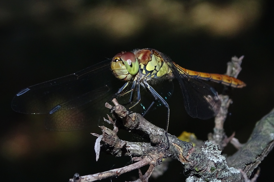 Sympetrum striolatum - harántsávos katona-szitakötő