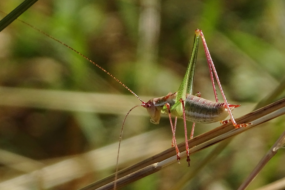 Leptophyes albovittata - közönséges virágszöcske