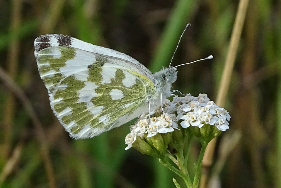 Pontia edusa - rezedalepke