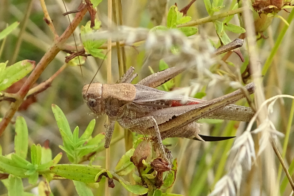 Platycleis grisea - szürke rétiszöcske