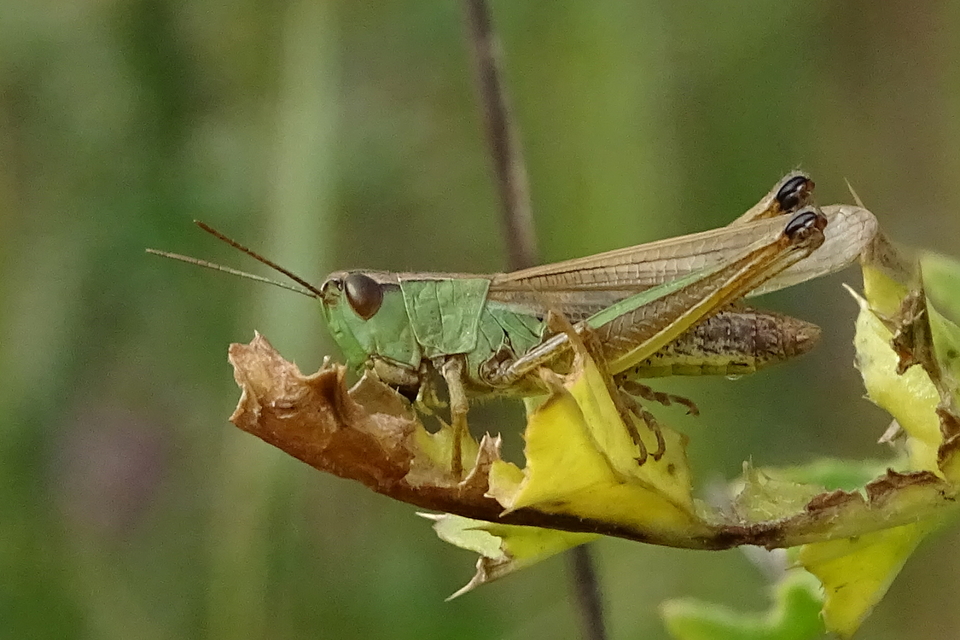 Pseudochorthippus parallelus - közönséges rétisáska