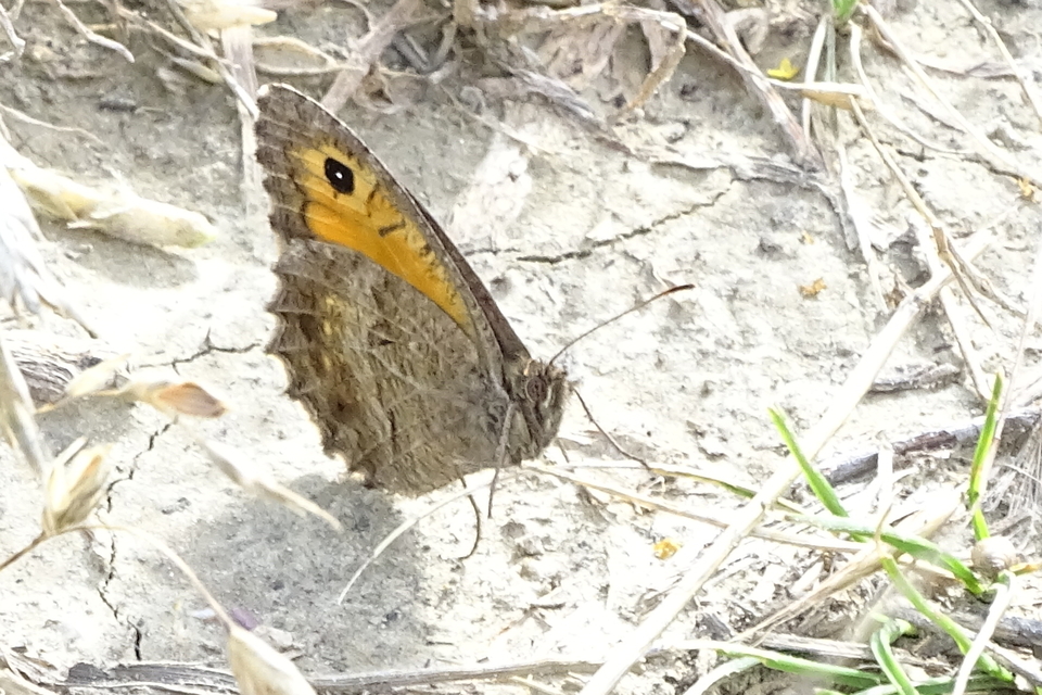 Arethusana arethusa - közönséges szemeslepke